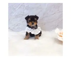 Cachorros Yorkshire adorables en adopción. WhatsApp (+34603388904).