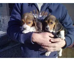 Cachorros Beagle socialmente domesticados