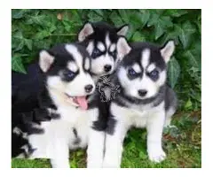 Cachorros de husky siberiano
