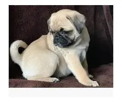 Preciosos cachorros Pug de 12 semanas