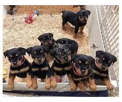 Cachorros Rottweiler con pedigrí