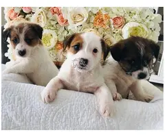 Cachorros Jack Russell