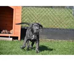 Cachorros de Cane Corso color azul.