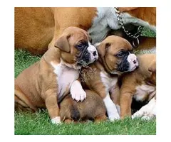 Cachorros Boxer disponibles, listos para entregar.