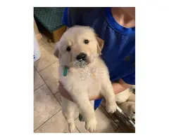 Cachorros Labrador registrados en el Kennel Club
