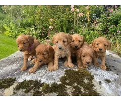 Cachorros Cockapoo, camada de machos y hembras.