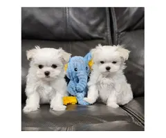 Cachorros Bichón Maltés adorables en adopción. WhatsApp (+34603388904).