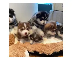 Cachorro Pomsky adorable