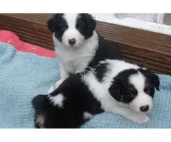 Hermoso Border Collie