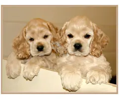 Cachorros de Cocker Spaniel