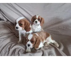 Dos cachorros de Cavalier King Charles disponibles