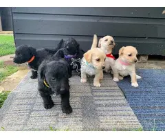 Precioso cachorro de Jackapoo listo para su nuevo hogar.