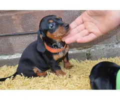 Cachorros de perro salchicha disponibles para adopción.