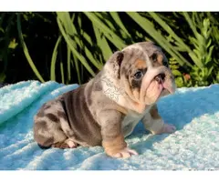 Bulldog Inglés de pura raza en venta.