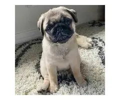 Pug cachorros para la venta.