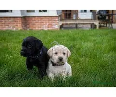 Venta de cachorros labrador.