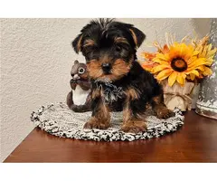 Cachorros Yorkie registrados a la venta