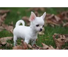 venta de cachorros chihuahua de tamaño pequeño.