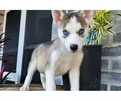 cachorros de husky siberiano en venta.