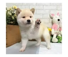 Cachorros Shiba Inu disponibles para rehoming.