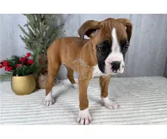 Cachorros boxer con vacunas respectivas disponibles.