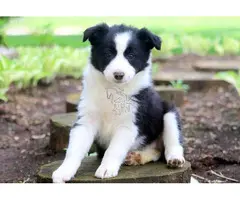 Registrado Border Collie cachorros en venta