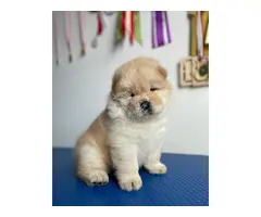 Chow Chow cachorros disponibles