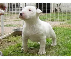 Cachorros Bull Terrier con papeles a la venta