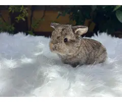 Conejos Minilops