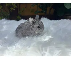 Conejos Minilops