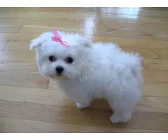 Regalo Cachorros Bichon Maltes