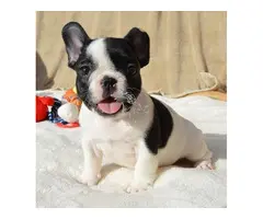 regalo bulldog  frances