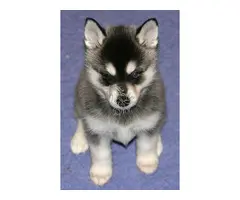 Regalo   Cachorro  Husky  siberiano