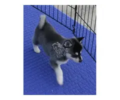 Regalo   Cachorro  Husky  siberiano