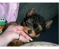 Regalo   Cachorro Yorkshire mini