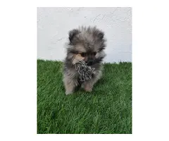 Lulu de Pomerania Macho merle gris