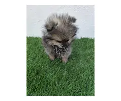 Lulu de Pomerania Macho merle gris
