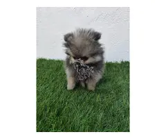 Lulu de Pomerania Macho merle gris