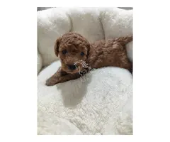 Cachorros de Caniche toy