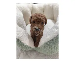 Cachorros de Caniche toy