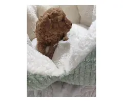 Cachorros de Caniche toy