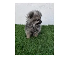 Lulu de Pomerania toy gris merle