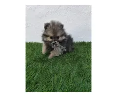Lulu de Pomerania toy gris merle