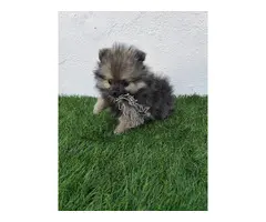 Lulu de Pomerania toy gris merle