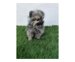Lulu de Pomerania toy gris merle