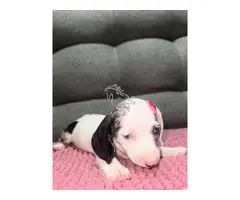 Hermosa cachorra Dachshund hembra disponible para adopción