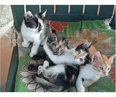 Regalo gatitos en Medina del Campo (Valladolid