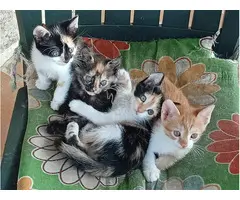 Regalo gatitos en Medina del Campo (Valladolid