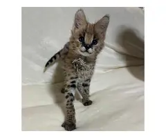 Gatitos serval exóticos de alta calidad disponibles