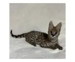Gatitos serval exóticos de alta calidad disponibles